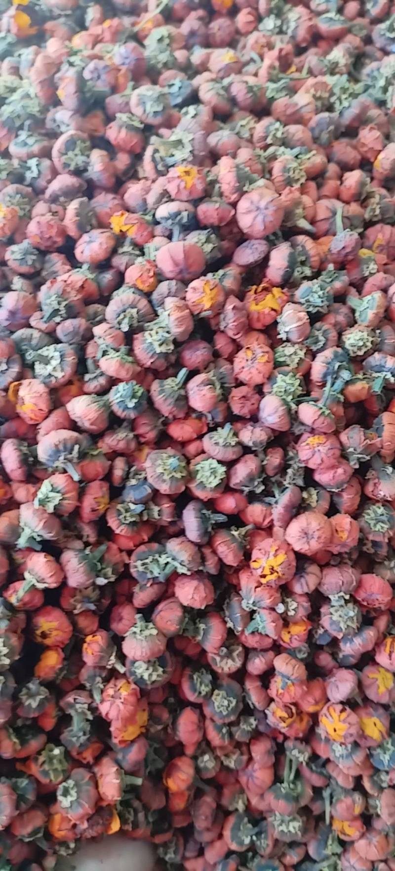 昆仑胎菊新疆高海拔原味高品质花草茶包邮批发