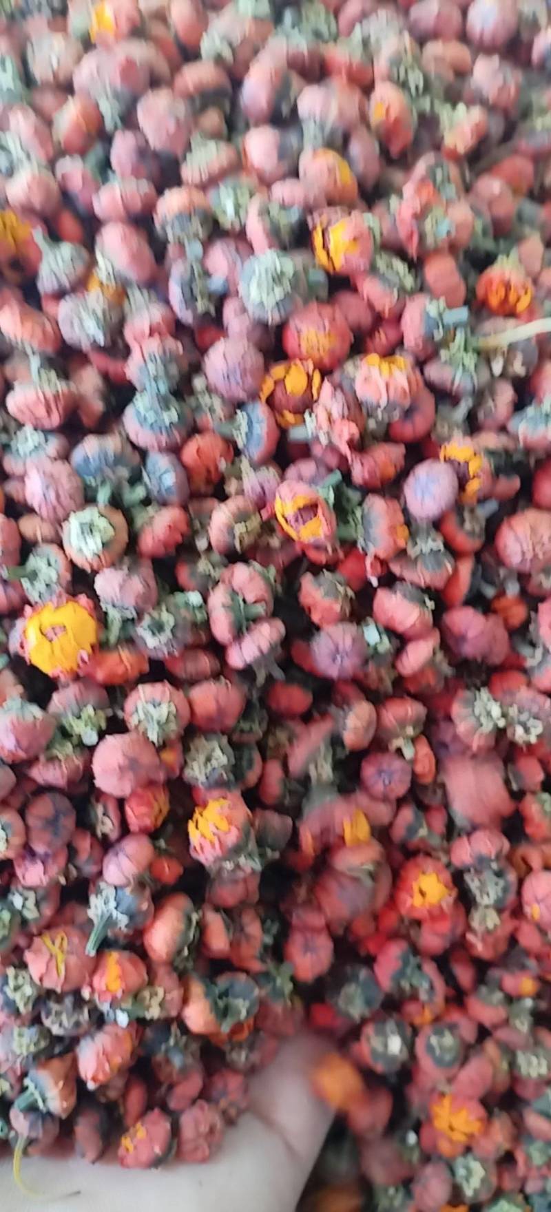 昆仑胎菊新疆高海拔原味高品质花草茶包邮批发