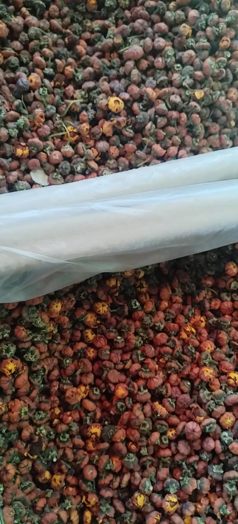 昆仑胎菊新疆高海拔原味高品质花草茶包邮批发