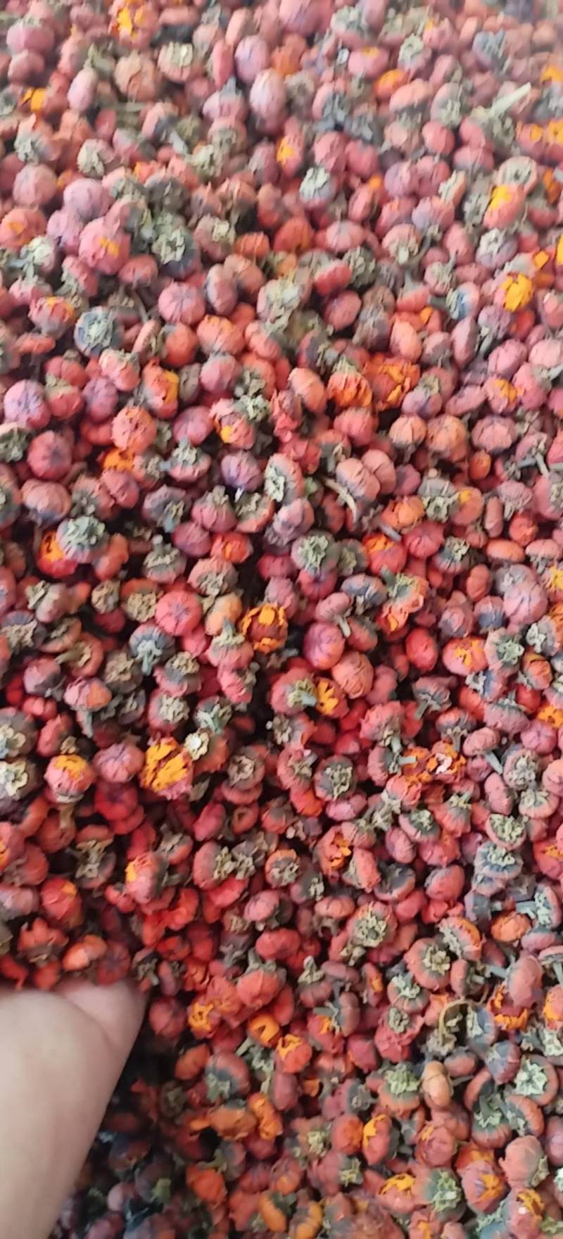 昆仑胎菊新疆高海拔原味高品质花草茶包邮批发