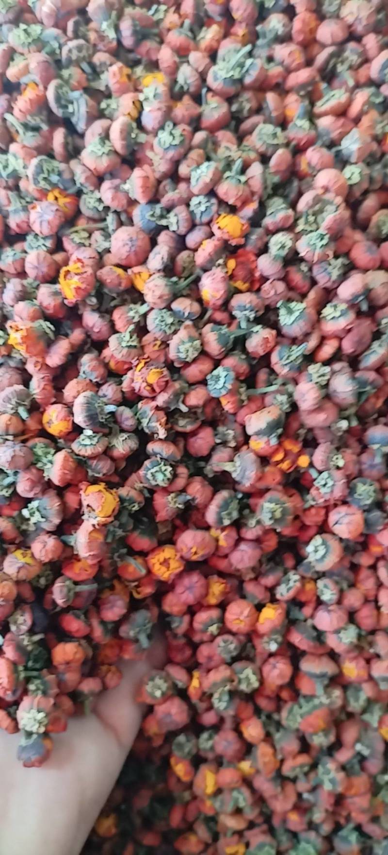 昆仑胎菊新疆高海拔原味高品质花草茶包邮批发
