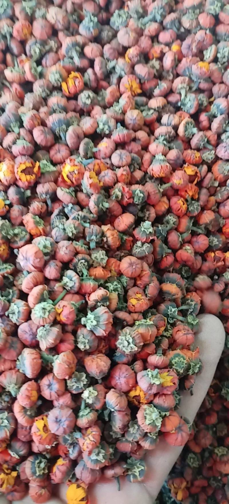 昆仑胎菊新疆高海拔原味高品质花草茶包邮批发