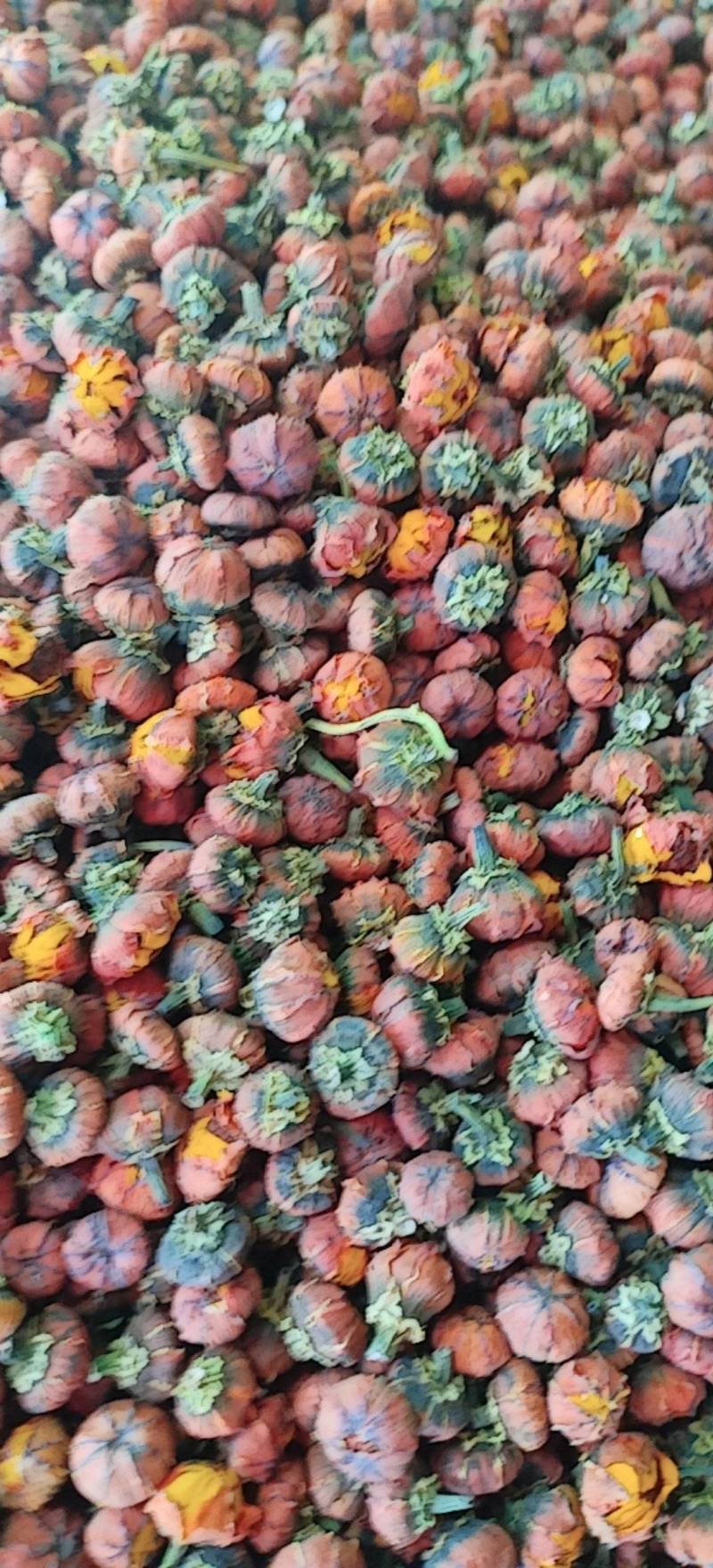 昆仑胎菊新疆高海拔原味高品质花草茶包邮批发
