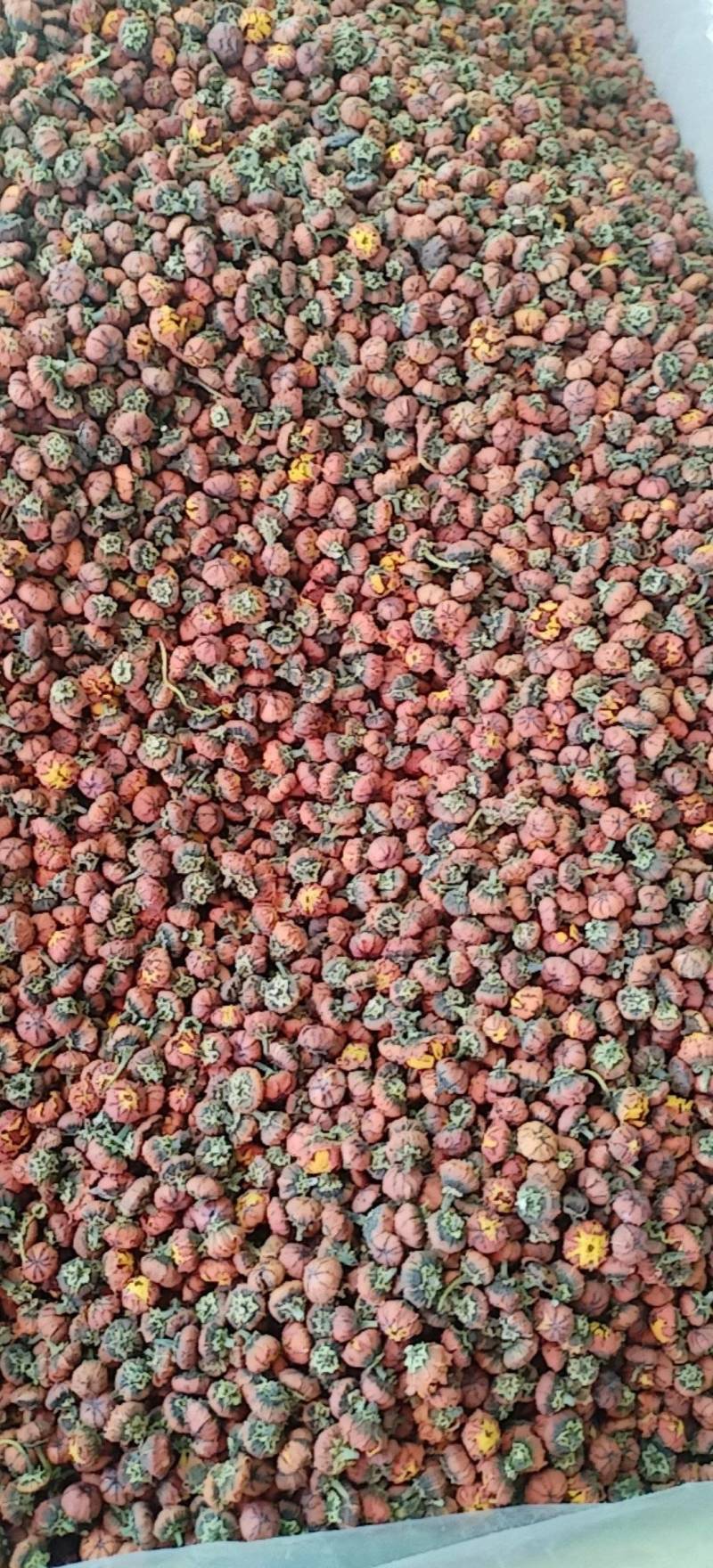 昆仑胎菊新疆高海拔原味高品质花草茶包邮批发
