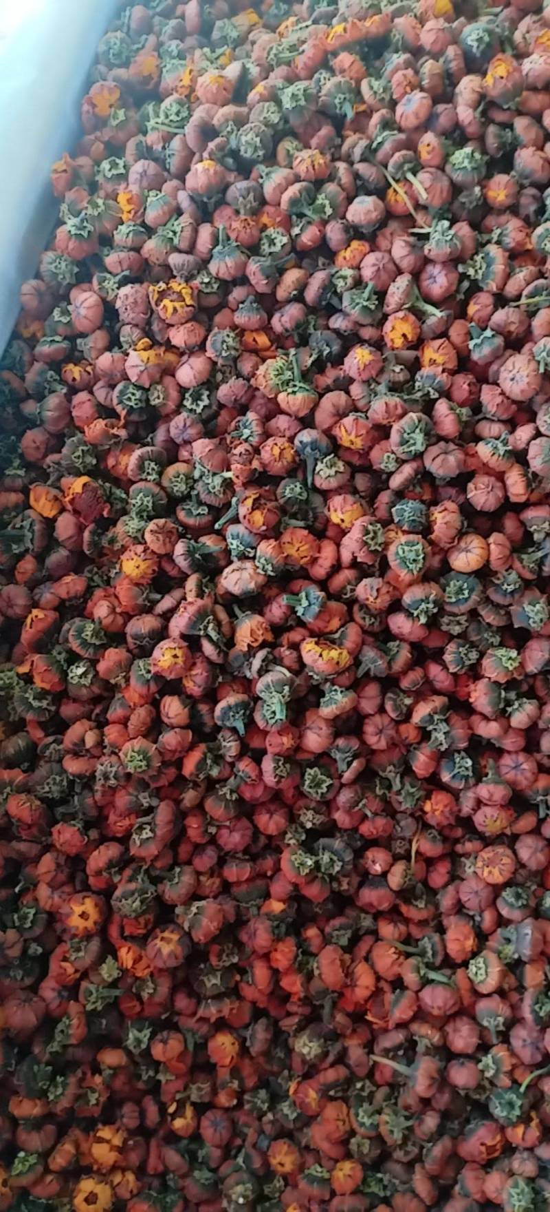 昆仑胎菊新疆高海拔原味高品质花草茶包邮批发