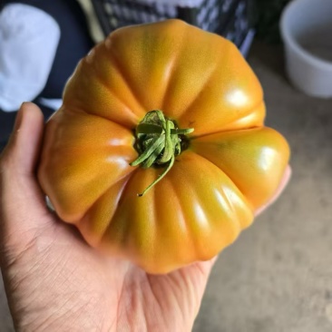 1840马蹄番茄