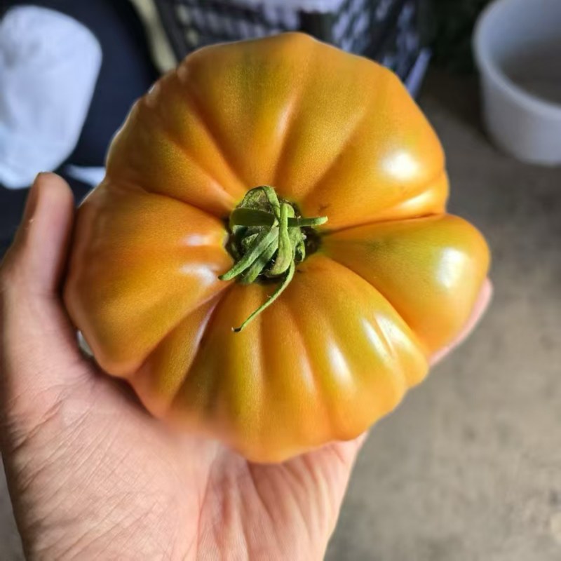 1840马蹄番茄