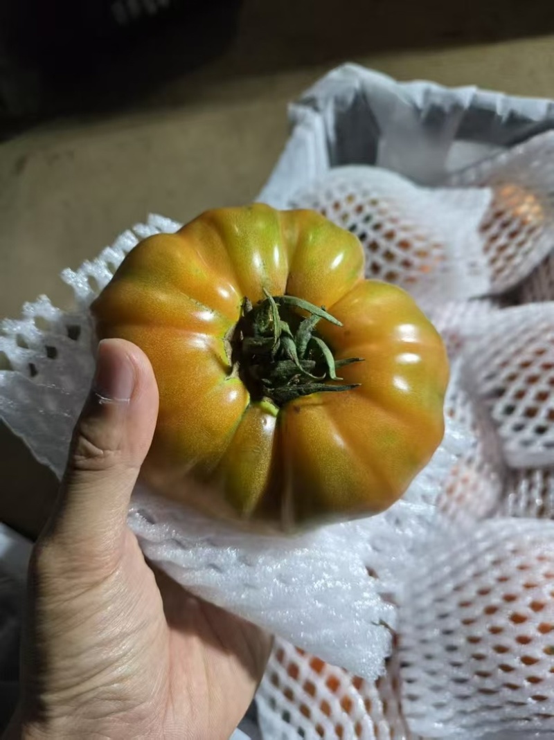 1840马蹄番茄