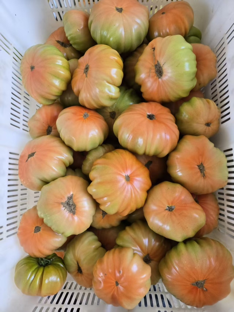 1840马蹄番茄