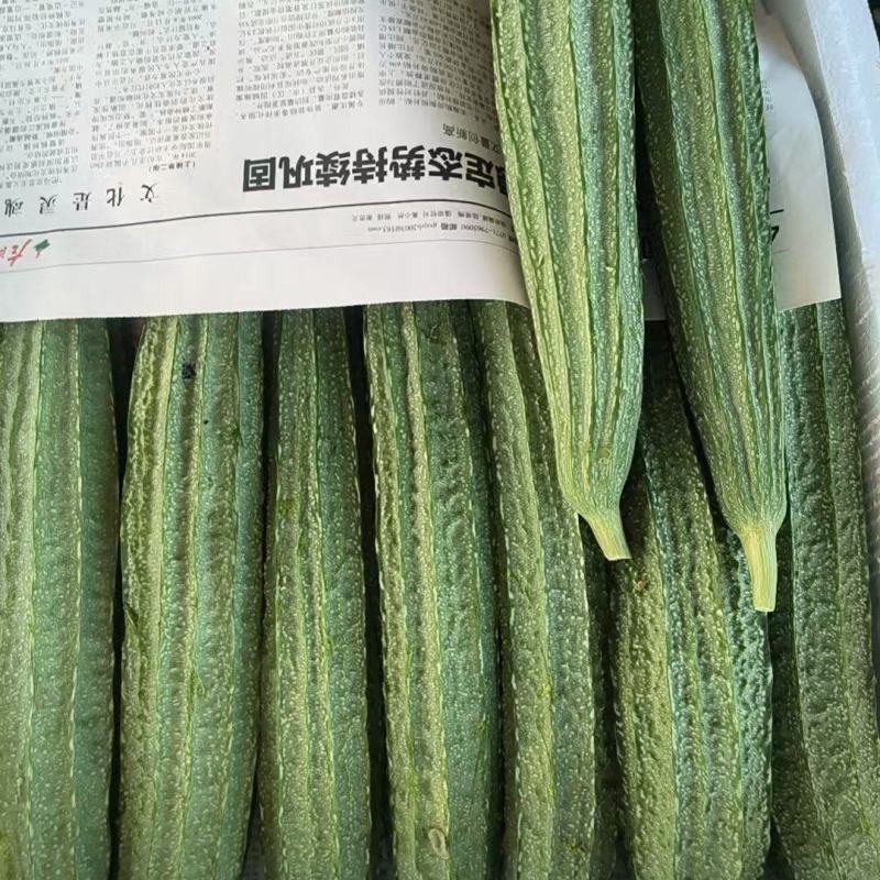 广西八角丝瓜棱皮丝瓜可对接商超电商市场