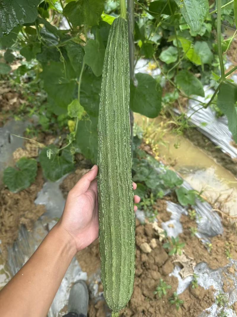 广西八角丝瓜棱皮丝瓜可对接商超电商市场