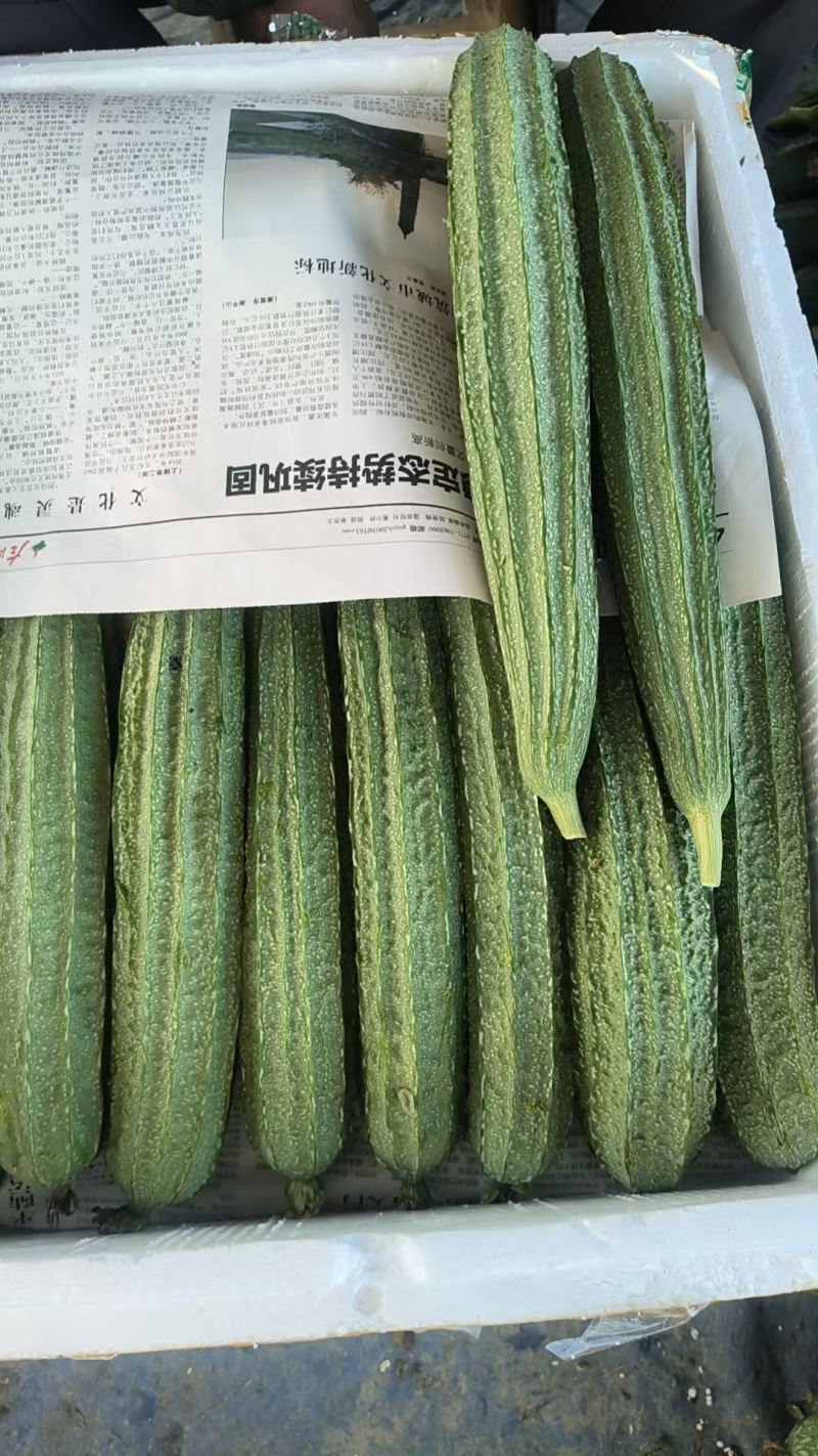 广西八角丝瓜棱皮丝瓜可对接商超电商市场
