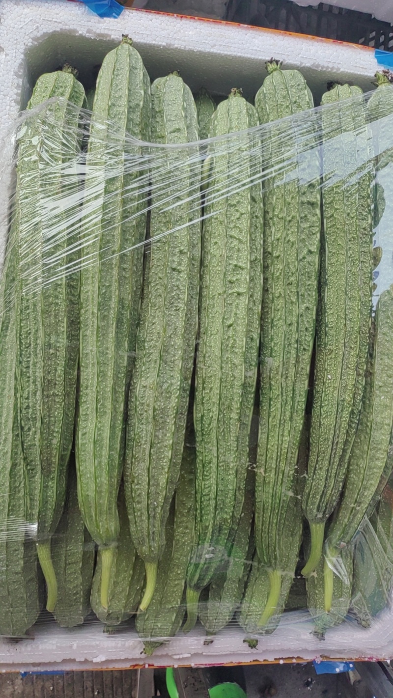 广西八角丝瓜棱皮丝瓜可对接商超电商市场