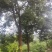 50年左右树龄小叶香樟树