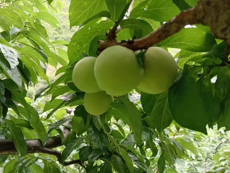 《桃花李》四川李子，产地直销，量大从优，可视频看货