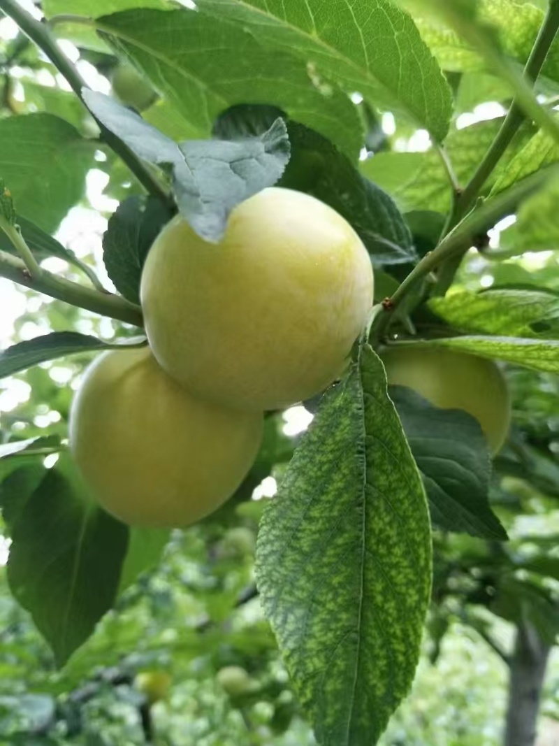 《桃花李》四川李子，产地直销，量大从优，可视频看货