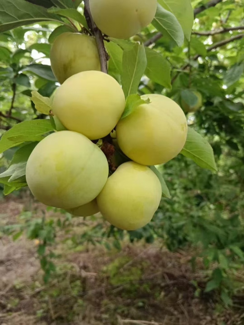 《桃花李》四川李子，产地直销，量大从优，可视频看货