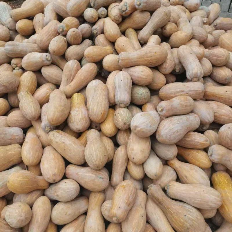 广东湛江精品金韩蜜本南瓜，老南瓜甜糯囗感好，货源充足
