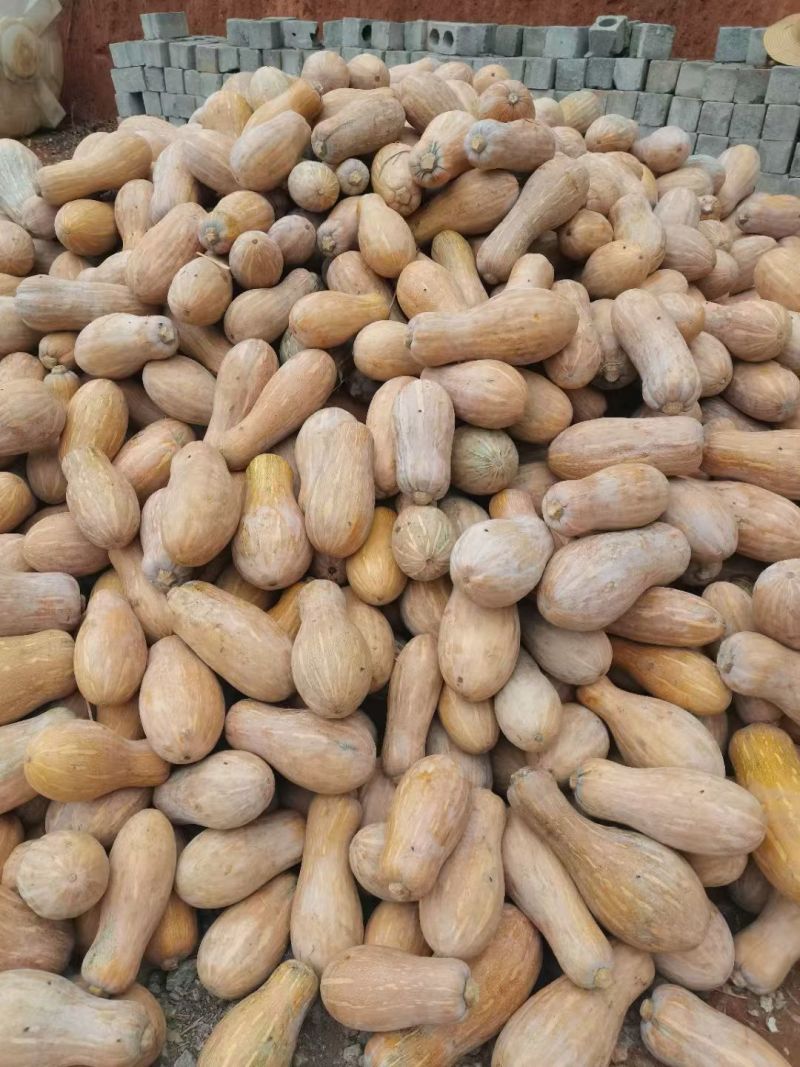 广东湛江精品金韩蜜本南瓜，老南瓜甜糯囗感好，货源充足