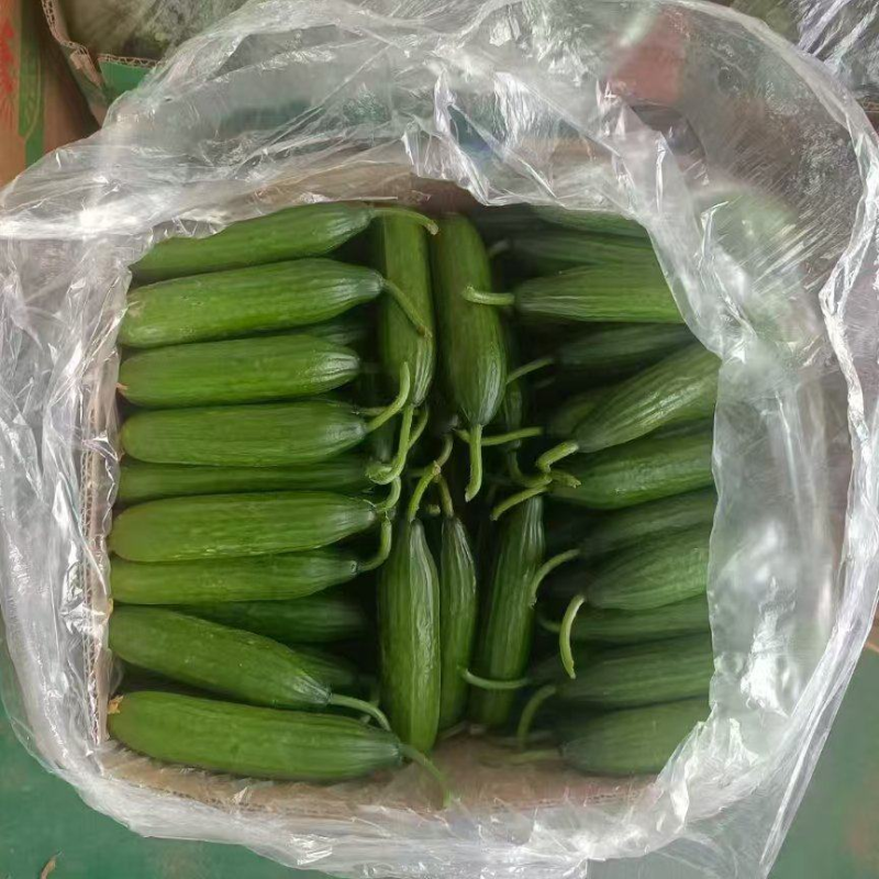 水果黄瓜，优质货源，品质保障，量大从优