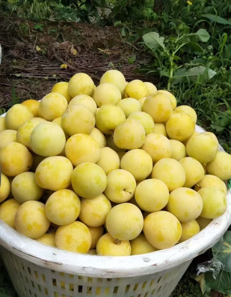 四川桃花李子，玉皇李，皮薄香甜，现摘现发，电联可议价