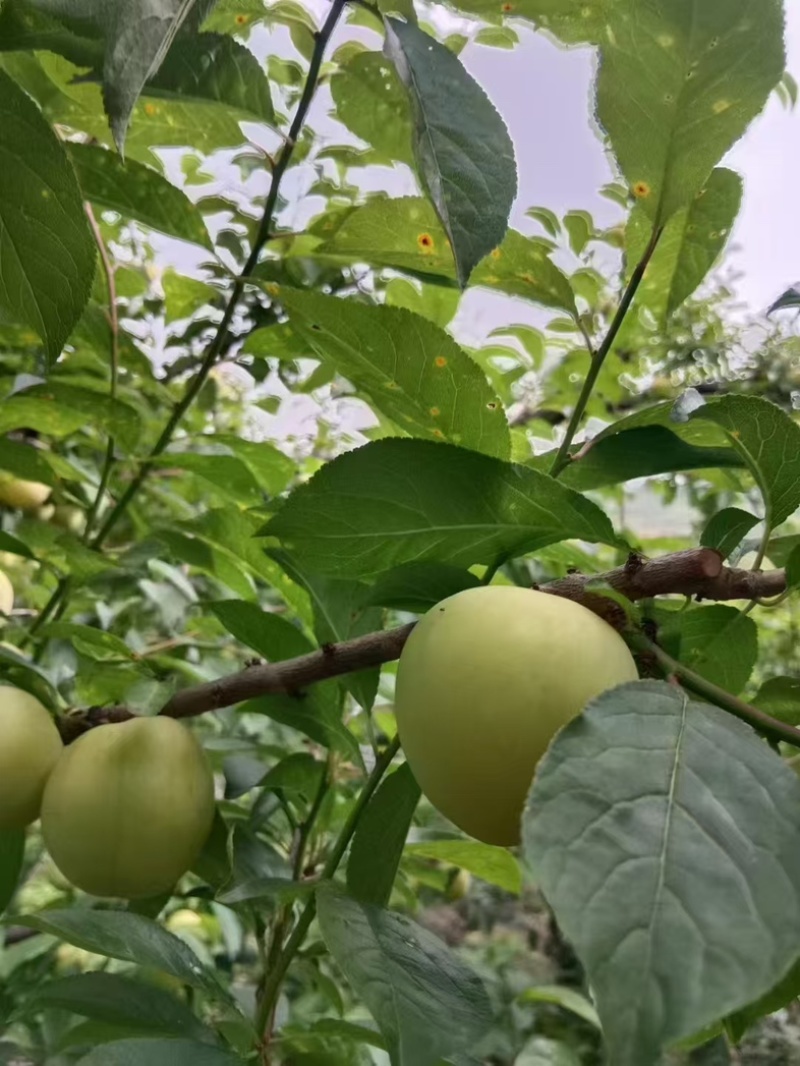 四川桃花李子，玉皇李，皮薄香甜，现摘现发，电联可议价