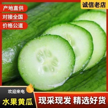 水果黄瓜大量上市优质货源-量大从优-品质保障