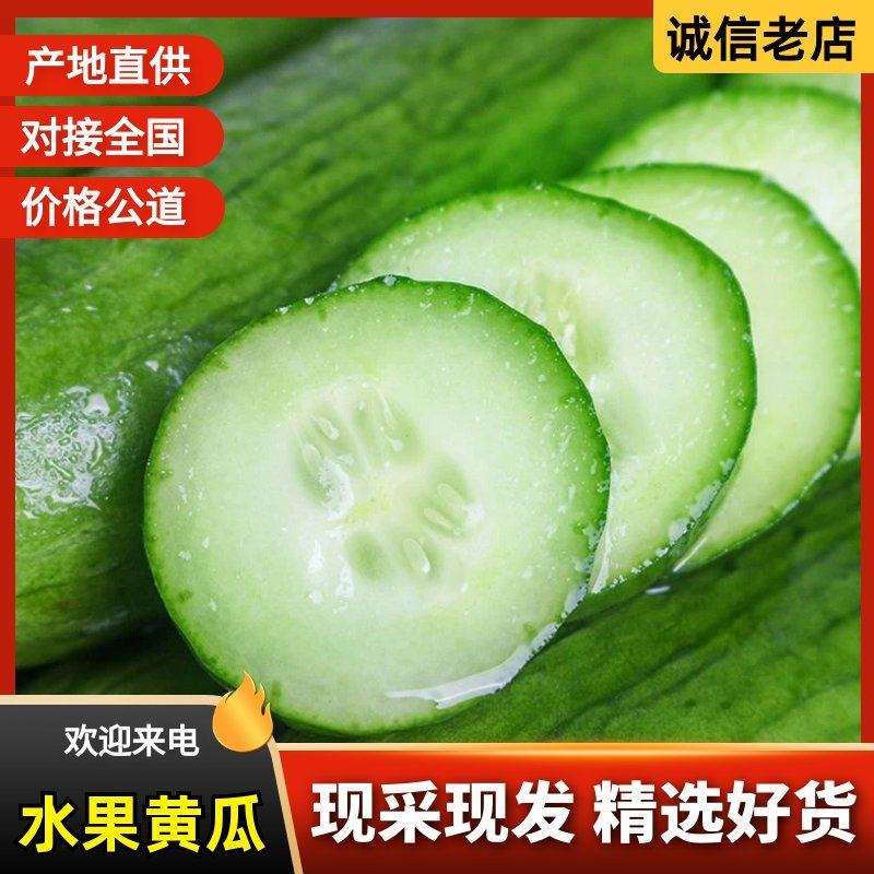 水果黄瓜大量上市优质货源-量大从优-品质保障