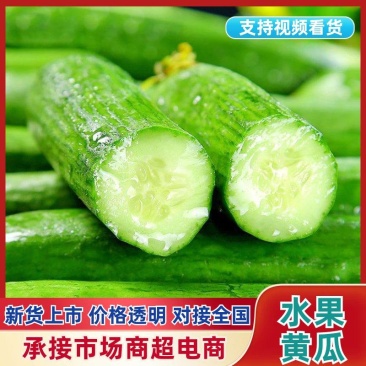 『现摘现发』精选水果小黄瓜清脆爽口产地一手货源