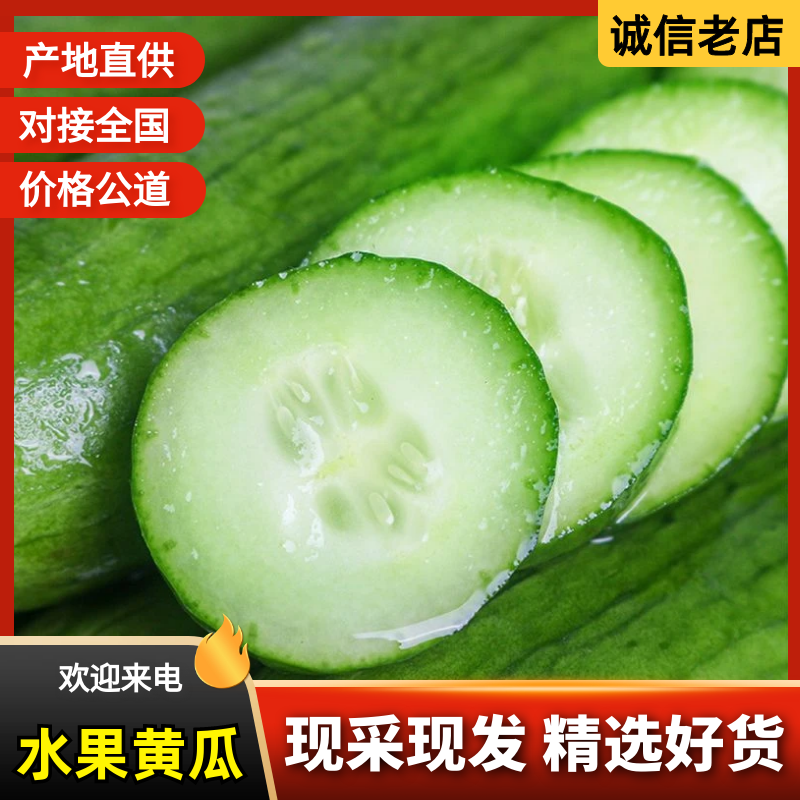 『现摘现发』精选水果小黄瓜清脆爽口产地一手货源
