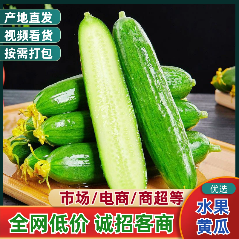 『现摘现发』精选水果小黄瓜清脆爽口产地一手货源