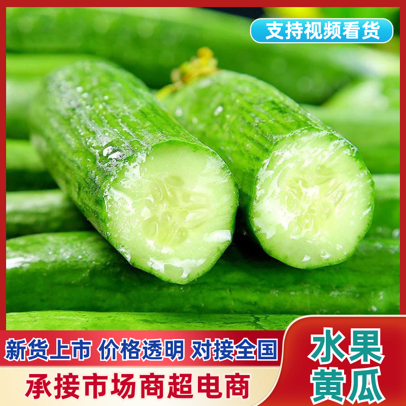 『现摘现发』精选水果小黄瓜清脆爽口产地一手货源