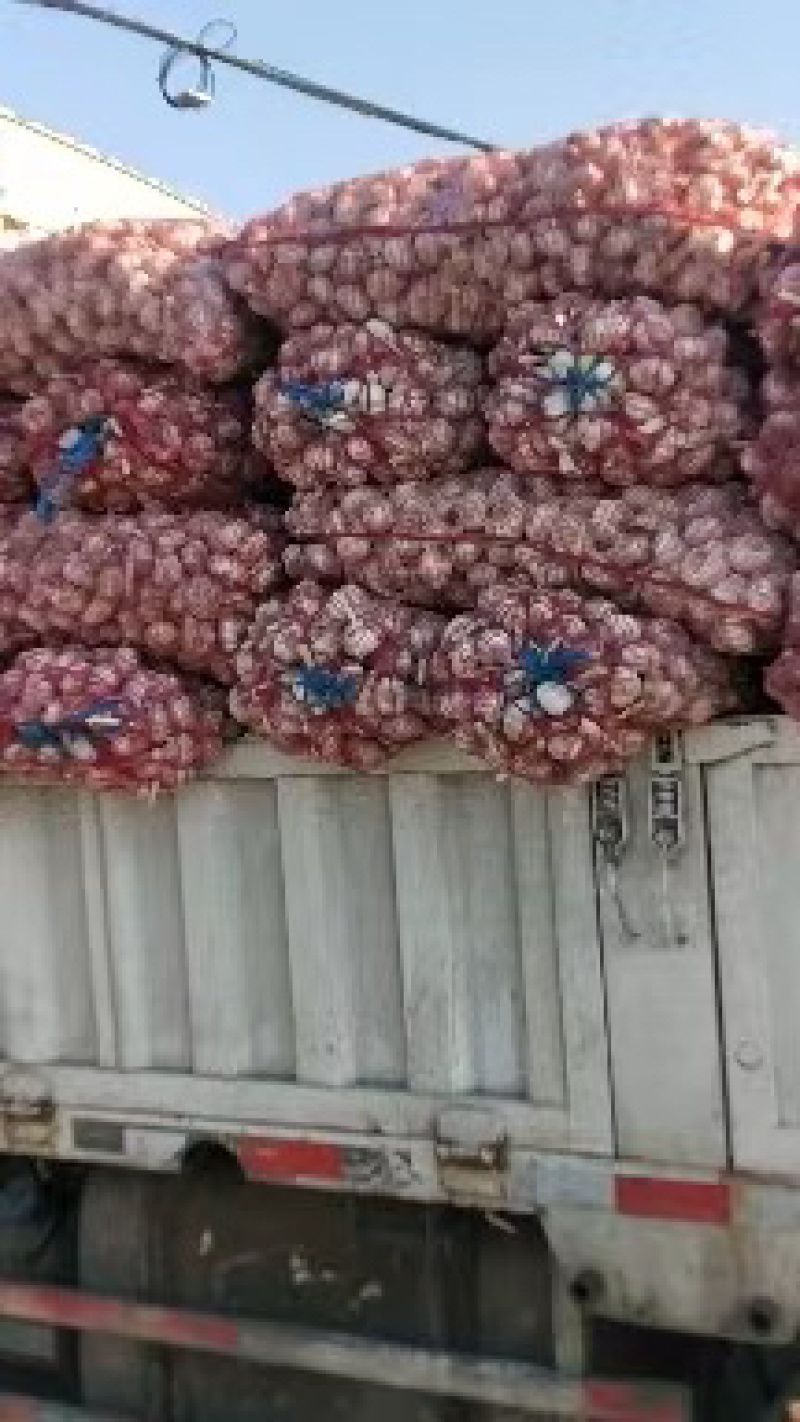 精选金乡太空大蒜代收代卖有需要的联系