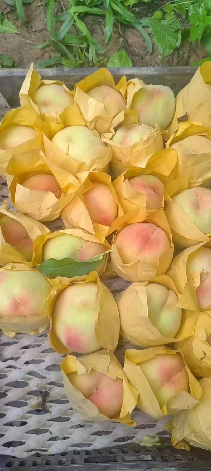 白凤水蜜桃白桃突围水蜜桃桃袋桃红桃