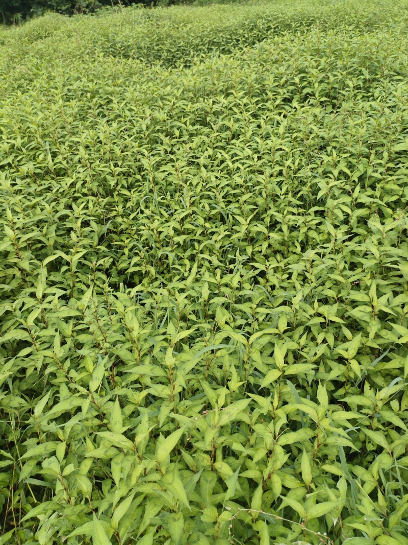 辣蓼草，已经7年没有用农药、除草剂的农田自然生长的。