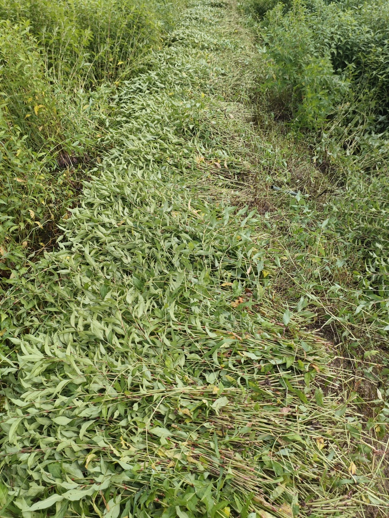 辣蓼草，已经7年没有用农药、除草剂的农田自然生长的。