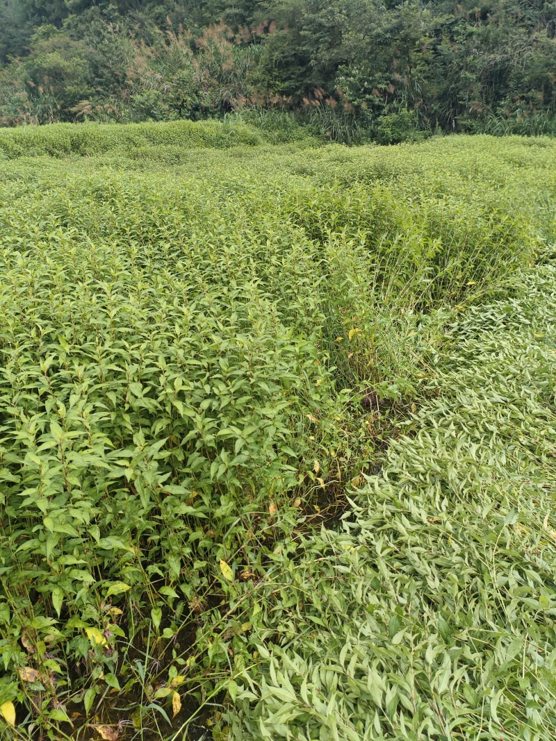 辣蓼草，已经7年没有用农药、除草剂的农田自然生长的。