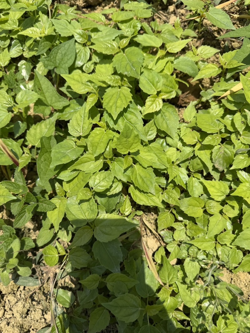 山桐子芽苗
