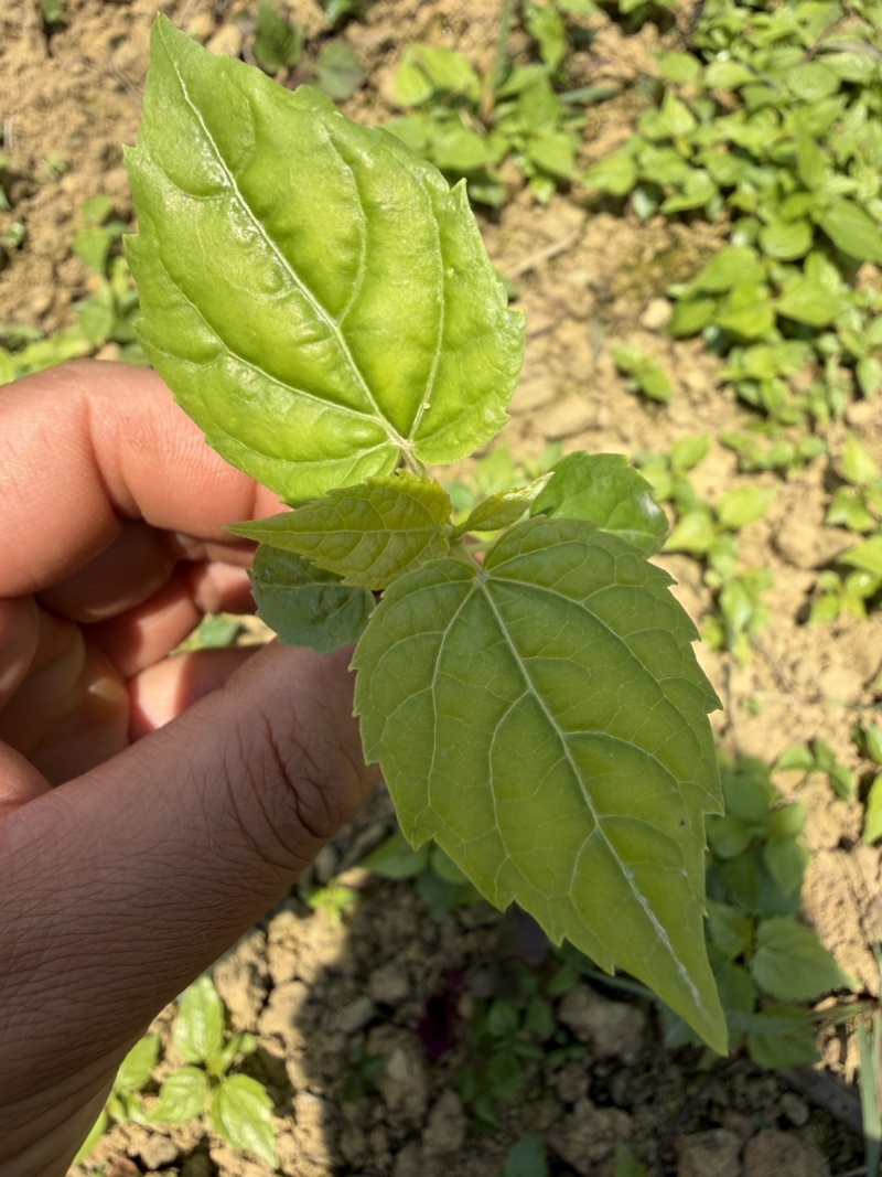 山桐子芽苗