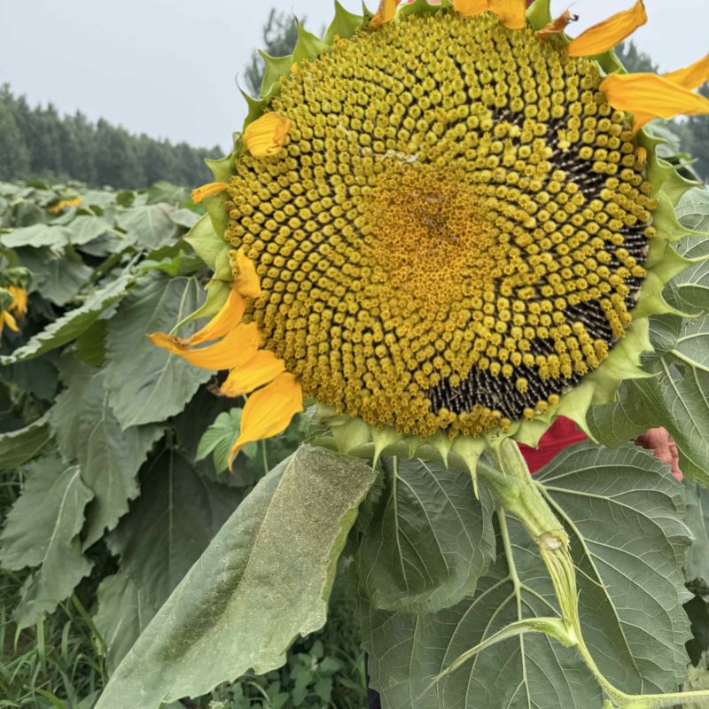 向日葵花盘鲜食美葵，可以视频看货，支持代发