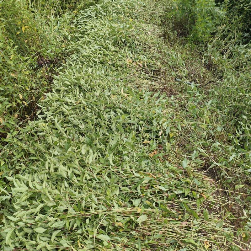 辣蓼草，已经7年没有用农药、除草剂的农田自然生长的。