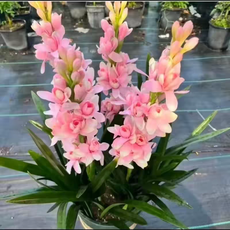 晚香玉种球根带芽，量大优惠，成活率高，量大优惠，欢迎合作