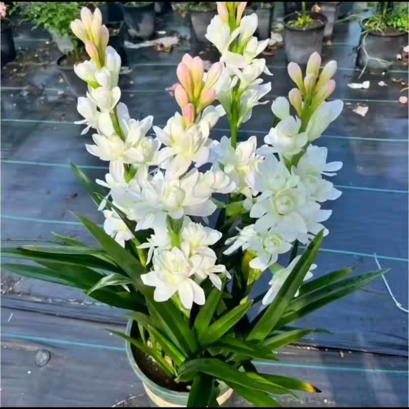 晚香玉种球根带芽，量大优惠，成活率高，量大优惠，欢迎合作