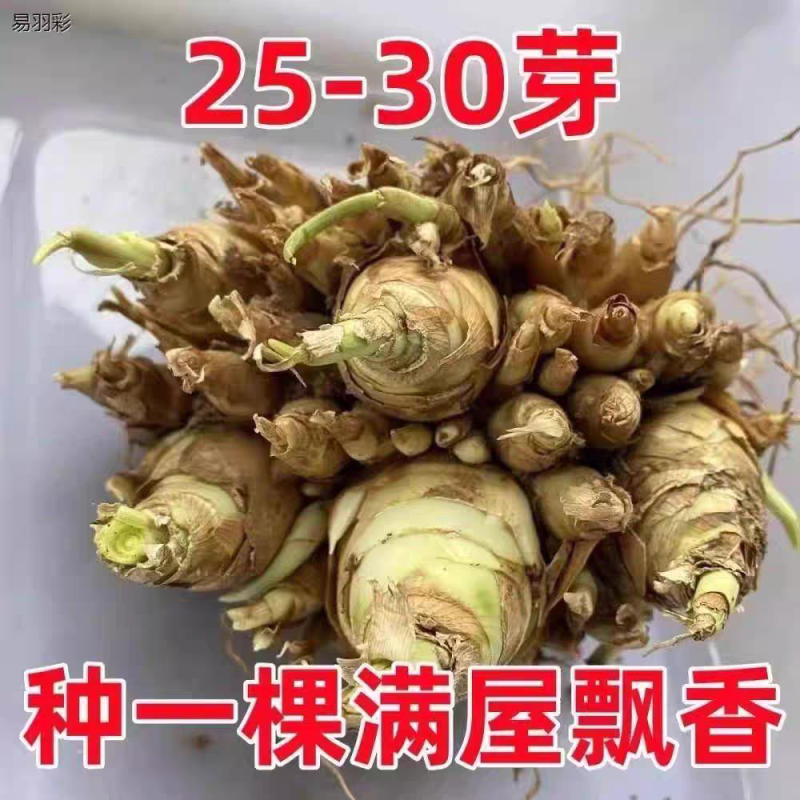 晚香玉种球根带芽，量大优惠，成活率高，量大优惠，欢迎合作