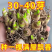 晚香玉种球根带芽，量大优惠，成活率高，量大优惠，欢迎合作