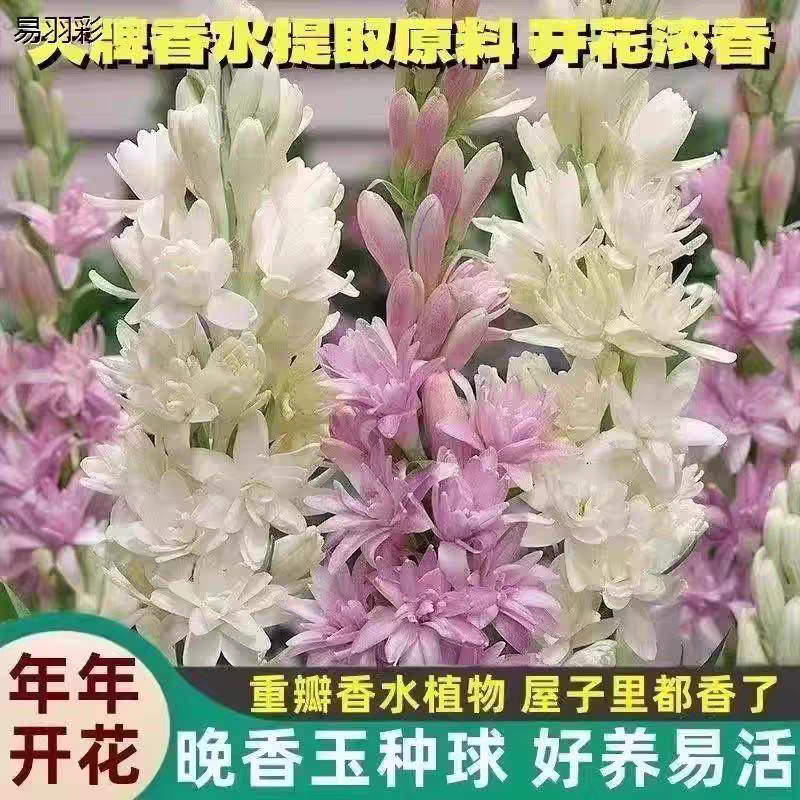 晚香玉种球根带芽，量大优惠，成活率高，量大优惠，欢迎合作