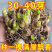 晚香玉种球根带芽，量大优惠，成活率高，量大优惠，欢迎合作