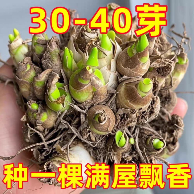 晚香玉种球根带芽，量大优惠，成活率高，量大优惠，欢迎合作