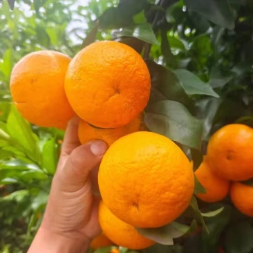 云南普洱高山沃柑