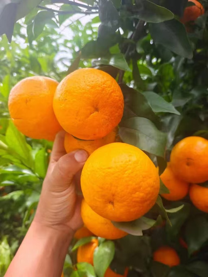 云南普洱高山沃柑